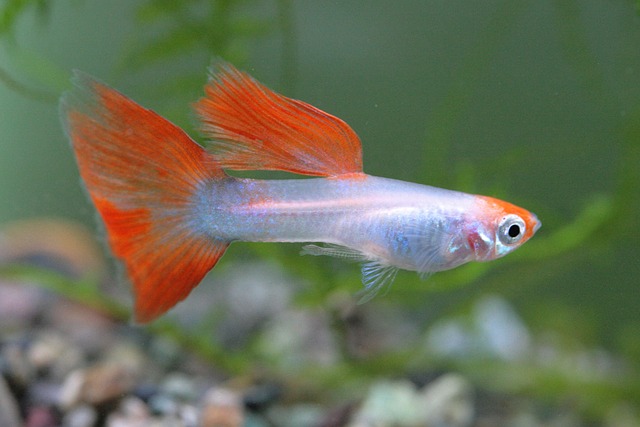 Do Guppies Need a Heater? Everything You Need to Know