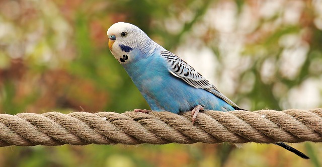 Are Parakeets Loud? Full Explanation