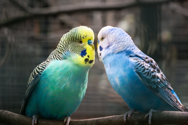 Are Parakeets Good for Beginners? The Beginner's Guide to Parakeet Ownership