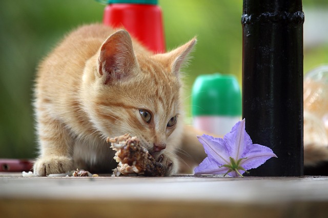 What Can't Cats Eat? Foods to Avoid