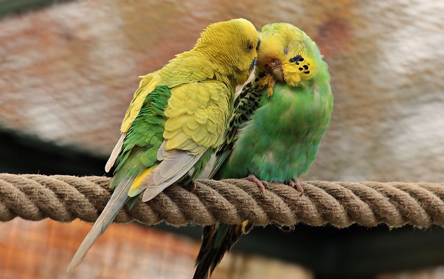  Are Parakeets Smart: Exploring The Mind of a Parakeet