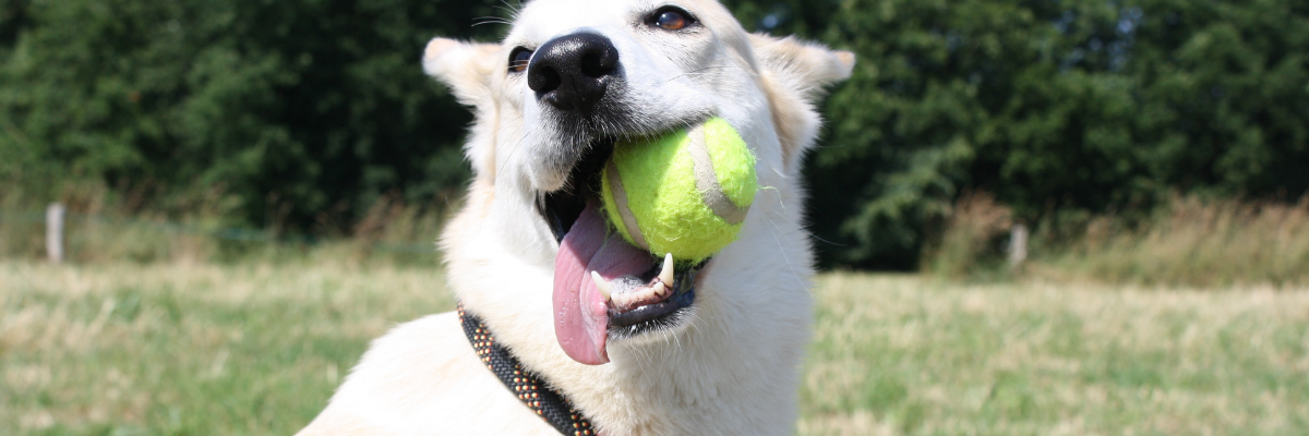 10 Fun Games to Play with Your Pet Indoors