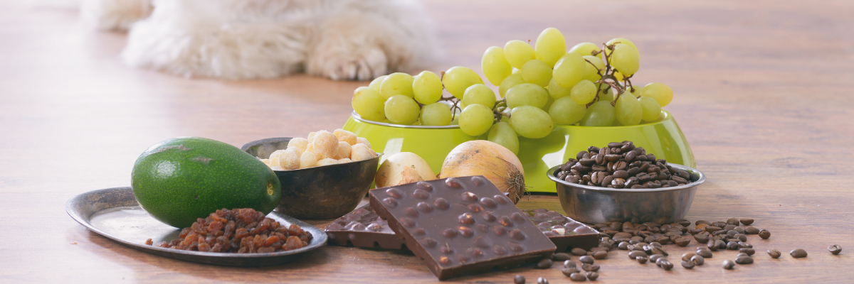 12 Common Foods That Are Toxic to Pets