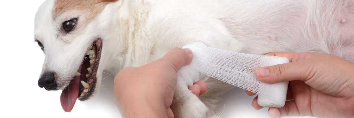 Basic First Aid Every Pet Owner Should Know