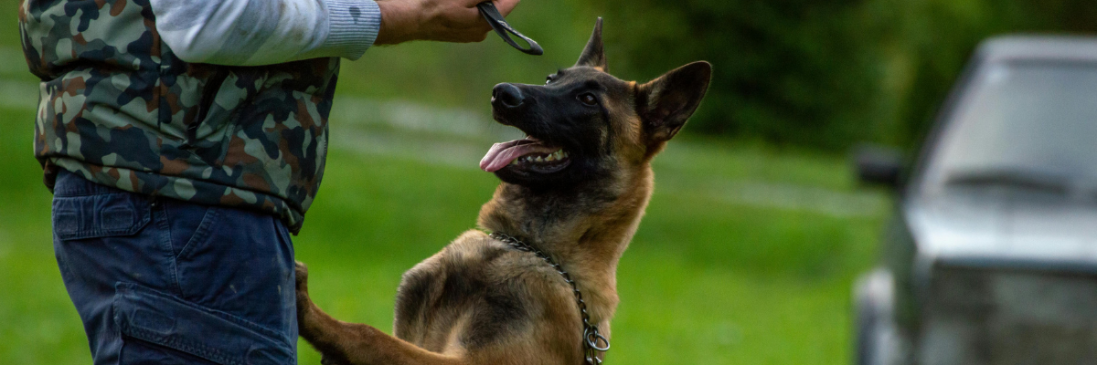 Basic Obedience Commands Every Dog Should Know