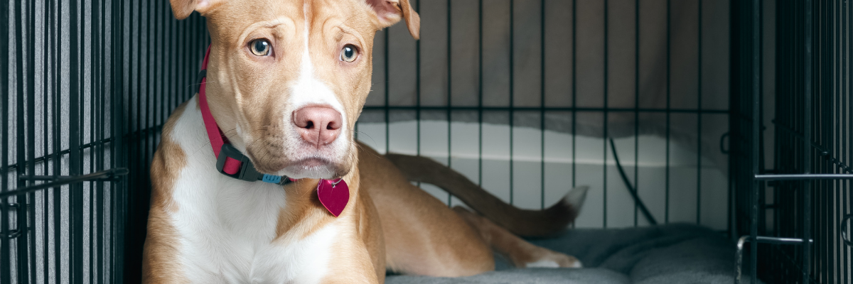 Crate Training: Why It Works and How to Do It Right