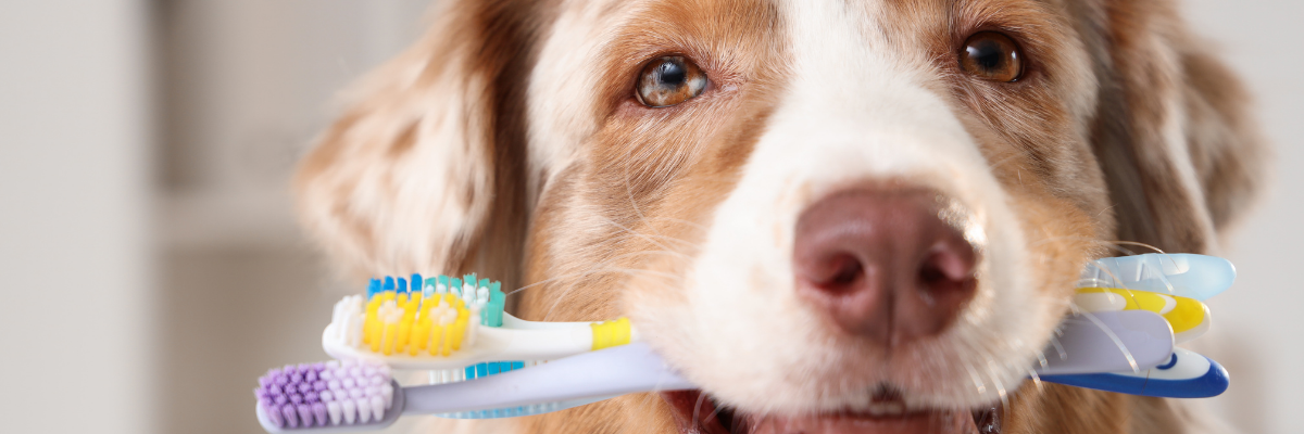 Dental Care for Pets: Why It Matters More Than You Think