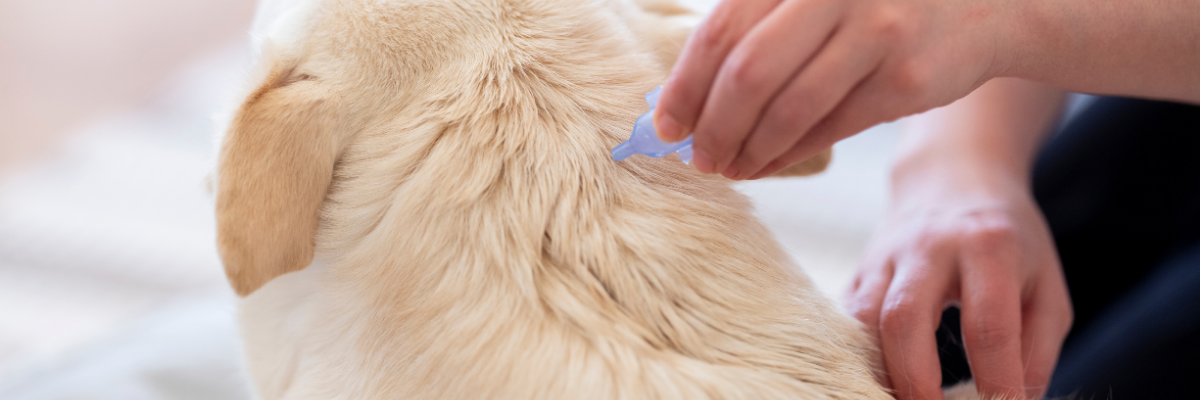 Fleas, Ticks & Worms: Prevention Tips for Pet Owners