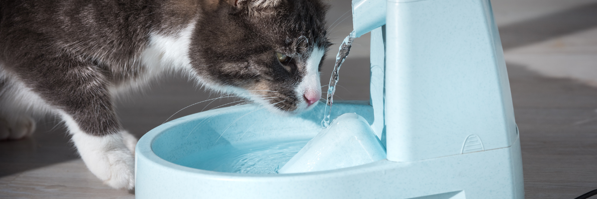 How Much Water Should Your Pet Drink Daily?