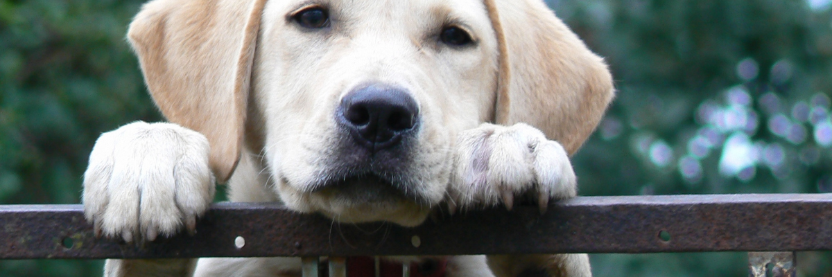 How to Correct Unwanted Pet Behavior Humanely