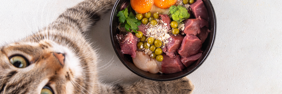 Is Homemade Pet Food Safe? What You Need to Know