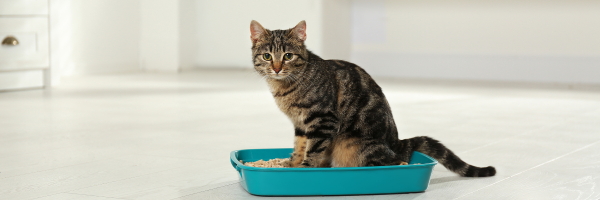 Litter Box Training for Kittens: Step-by-Step Guide