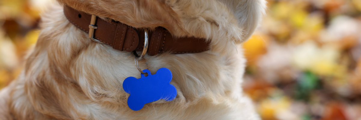 Pet ID Tags vs. Microchipping: What’s Better?