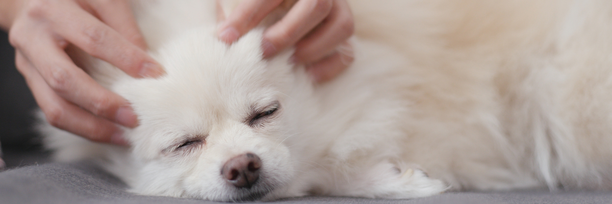 Pet Massage: A Calming Routine for Stress Relief