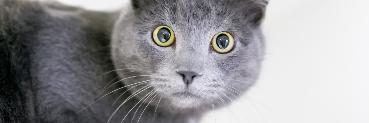 Signs of Pet Anxiety and How to Help