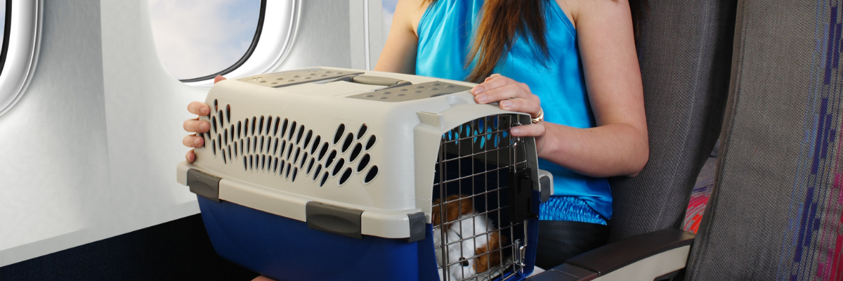 Traveling with Pets: Tips for a Smooth Journey