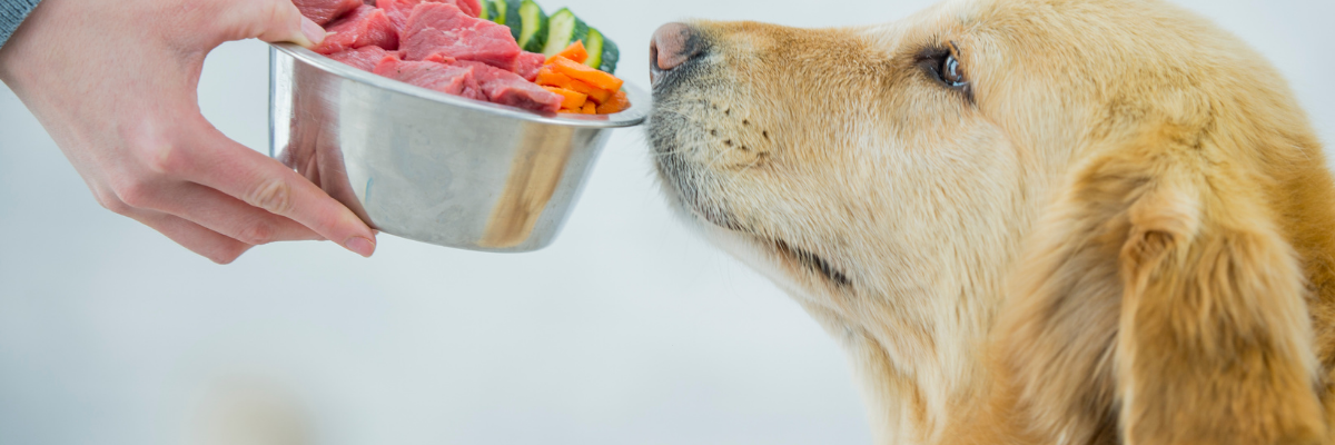 What Does a Balanced Diet for Dogs Actually Look Like?