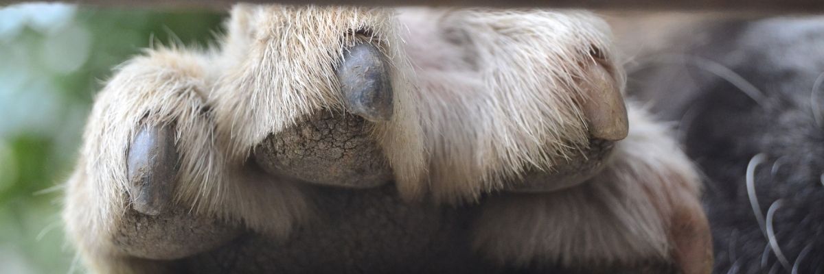 Holistic Pet Health
