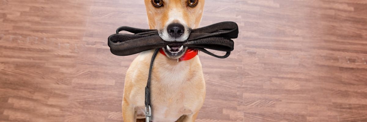 Leash Training for Dogs Made Simple