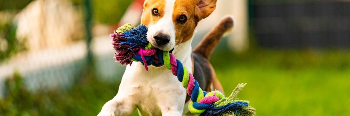 Mental Stimulation Toys That Keep Pets Sharp