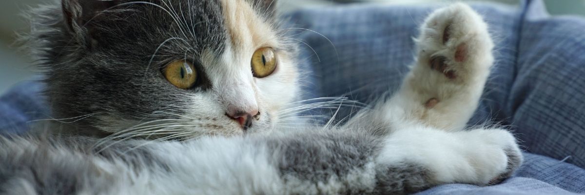 Pet‑Safe Home Cleaning