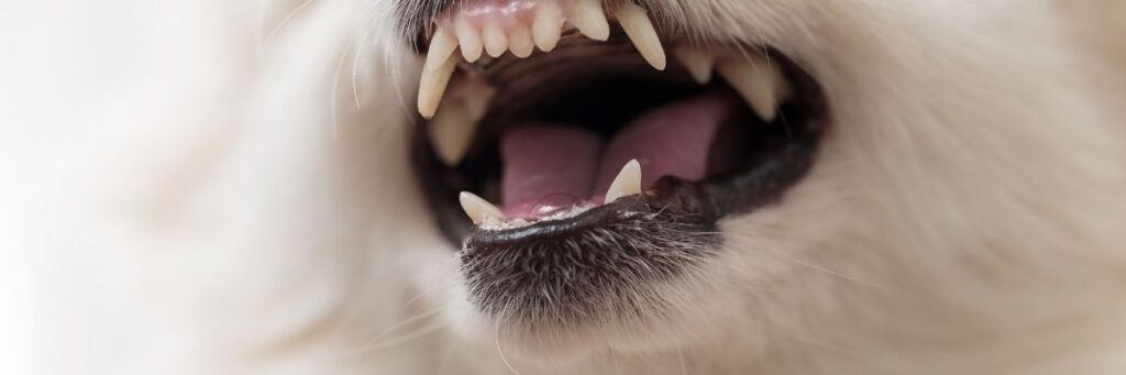 Safe Homemade Pet Treats DIY Recipes & Tips