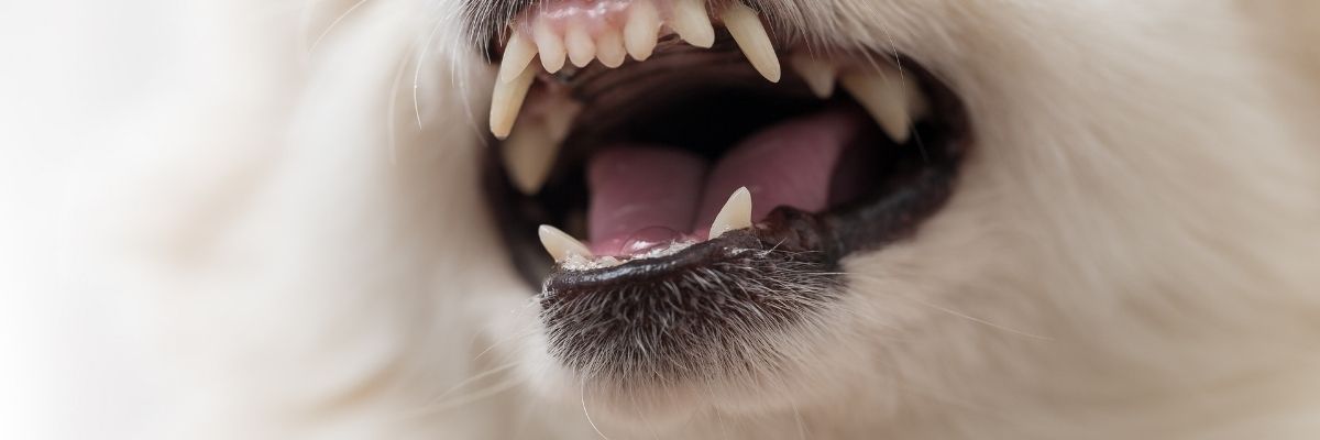 Safe Homemade Pet Treats DIY Recipes & Tips