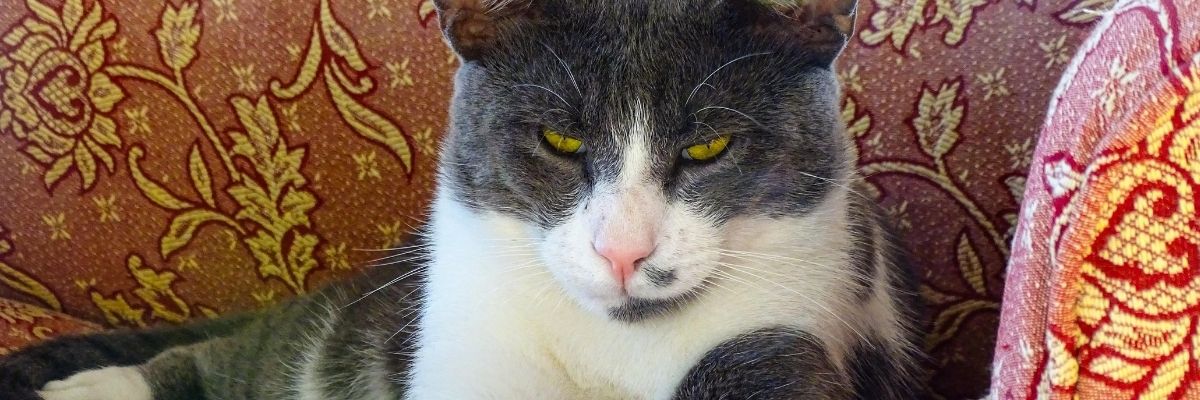 Tips for a Happy Multi‑Species Household