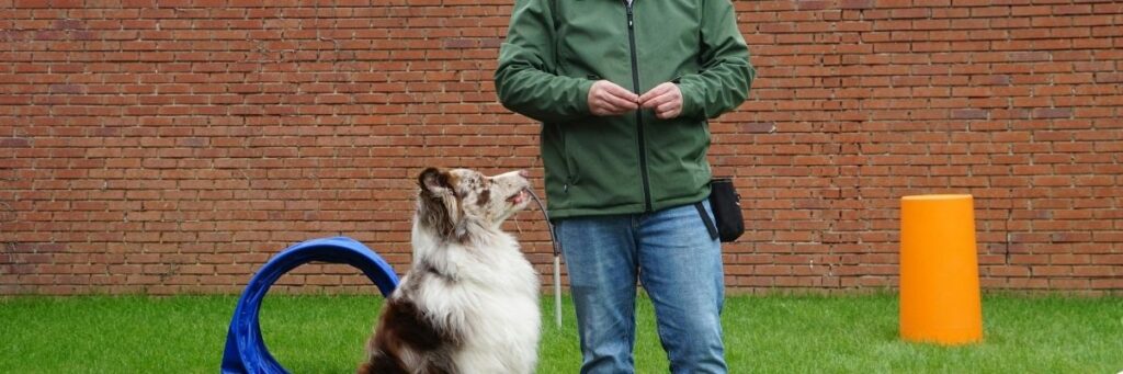 Obedience Training