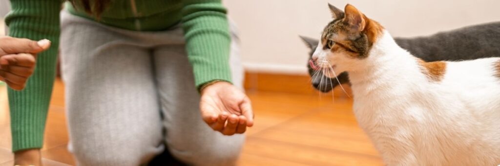 Pet Joint Care Tips