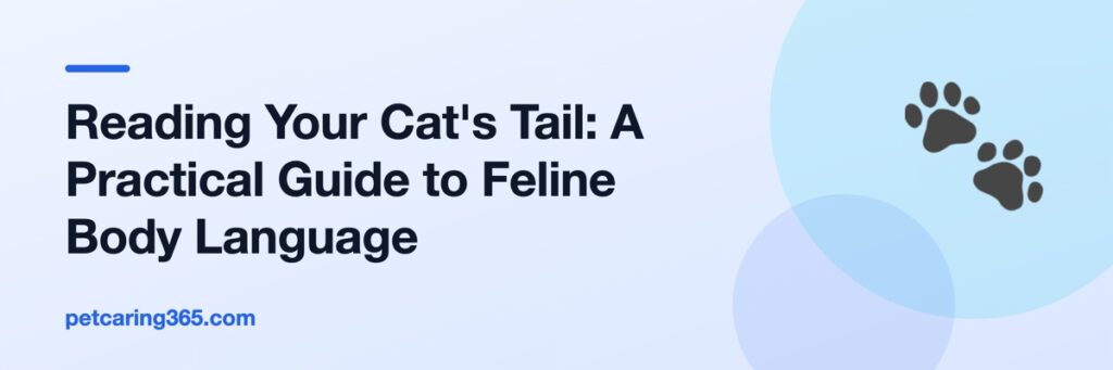 Reading Your Cat's Tail: A Practical Guide to Feline Body Language